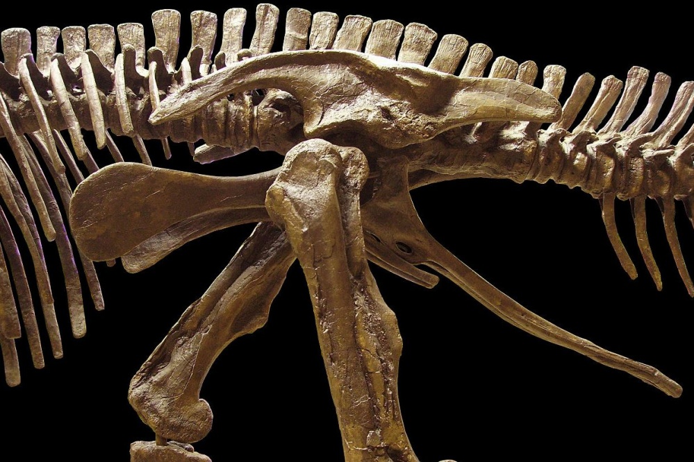 В Мексике найдено кладбище динозавров