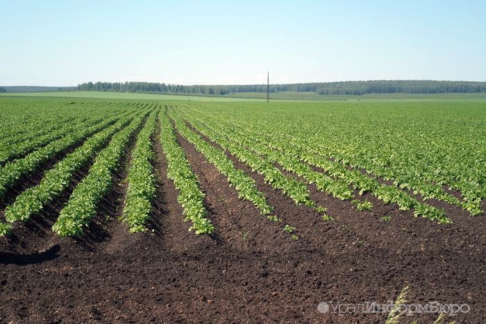 Свердловские аграрии убрали 20% картофеля