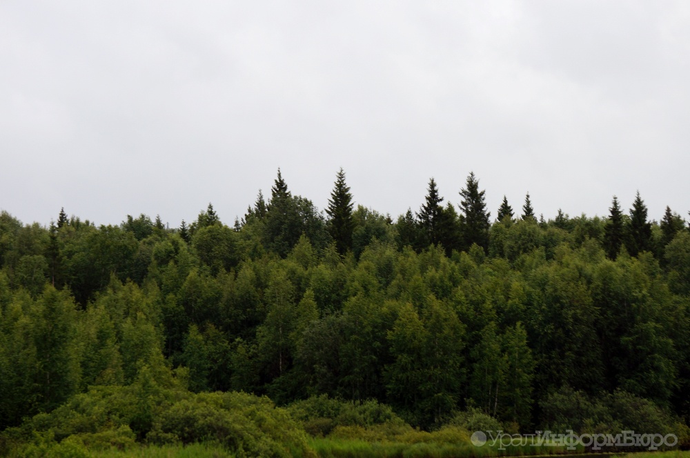 Свердловским чернобыльцам дали бесплатную землю в лесу 