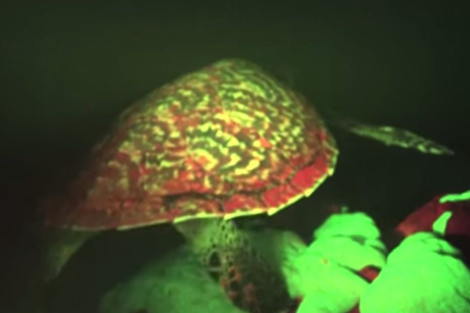 Ученые обнаружили уникальную светящуюся черепаху (ВИДЕО)