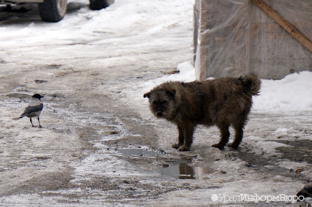 В Дагестане собаки загрызли ребенка