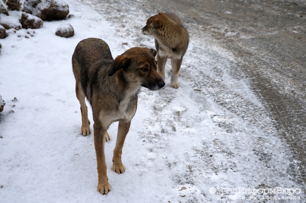 Собаки одаривают россиян смертельно опасной болезнью
