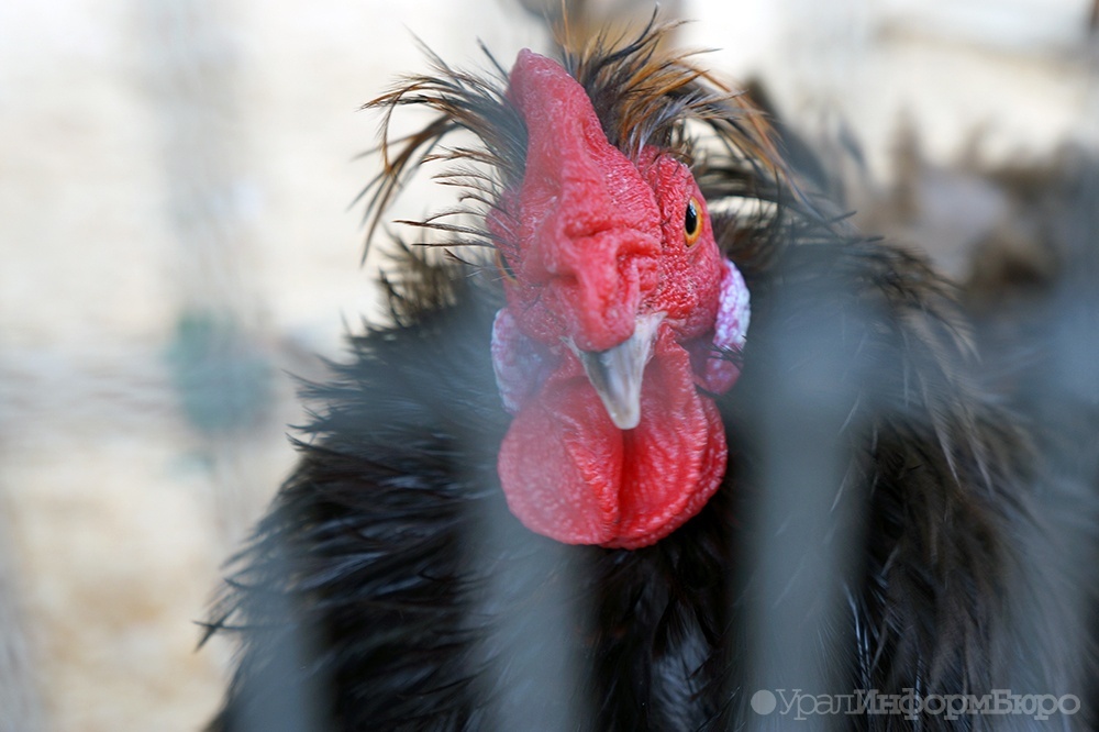 Грипп H5N8 разгулялся в УрФО