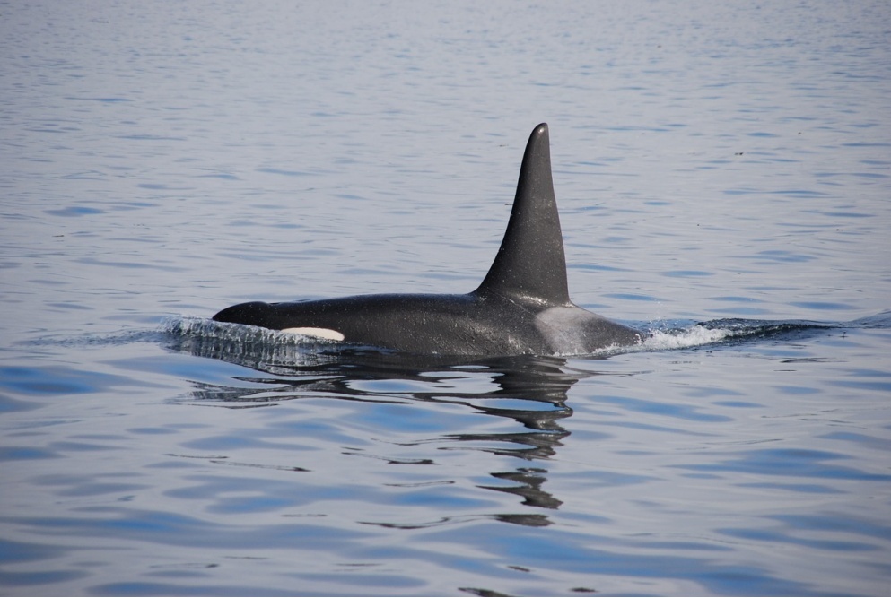 Принятый в России закон о запрете лова китов экологи назвали бессмысленным