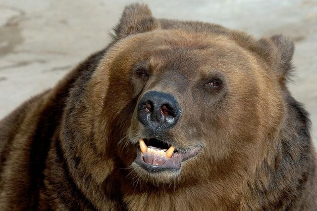 В Югре раненый медведь разворотил машину охотника