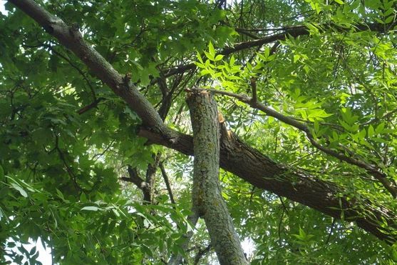 В Екатеринбурге рухнувшее из-за ветра дерево покалечило пенсионерку