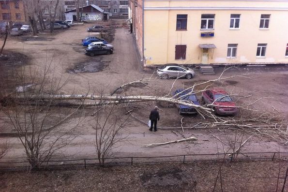 В Екатеринбурге упавшее дерево покалечило автомобили