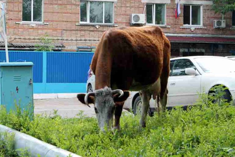 Качканарцам досаждают гуляющие по улицам коровы