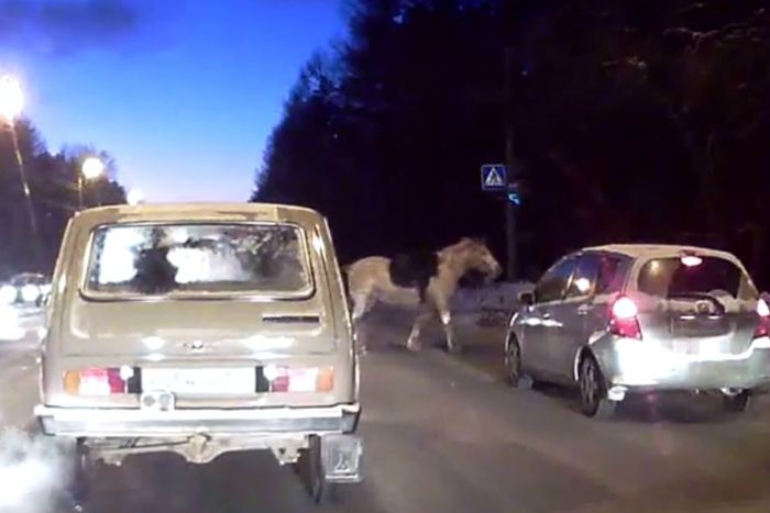 В центре Челябинска лошади сбили три автомобиля