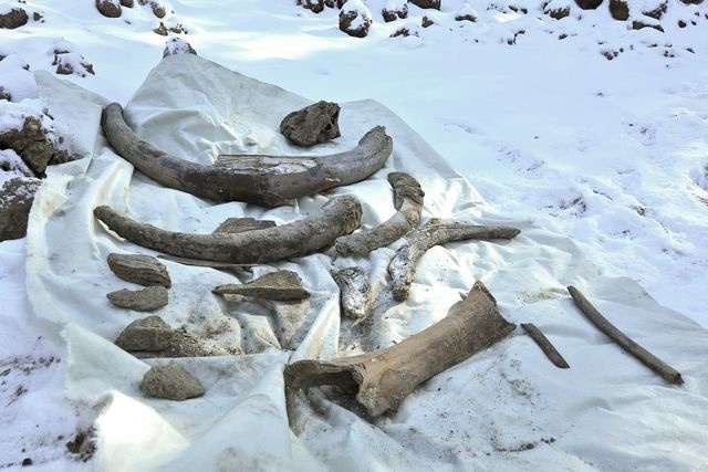 В Югре нефтяники нашли останки мамонта