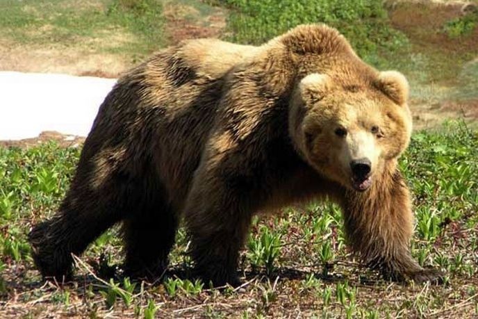 В Ханты-Мансийске медведица напала на собачий приют