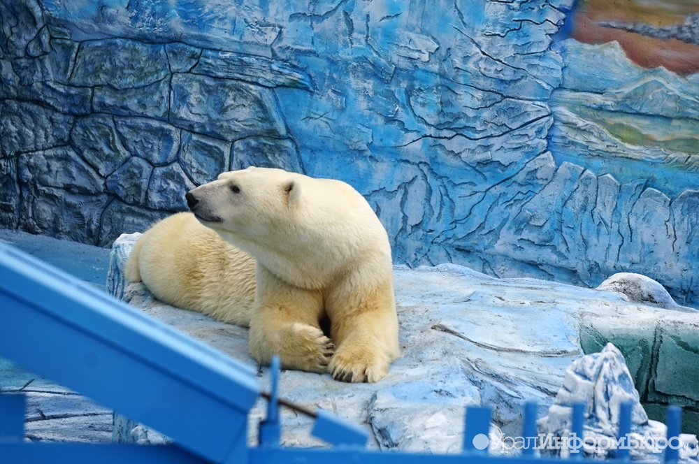 В Екатеринбурском зоопарке для белых медведей устроили арктические закаты (ФОТО)
