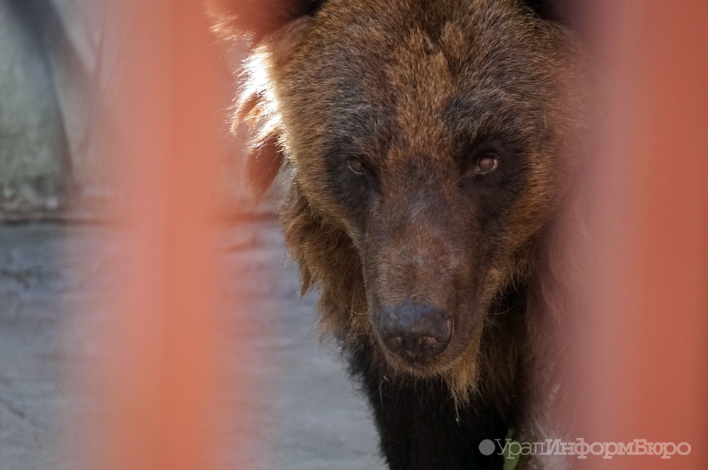 Убитый в центре Магадана медведь может не сойти полицейским с рук