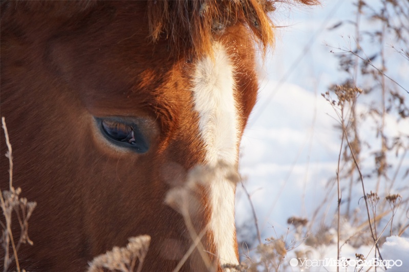 Новый год екатеринбуржцам могут подпортить лошади