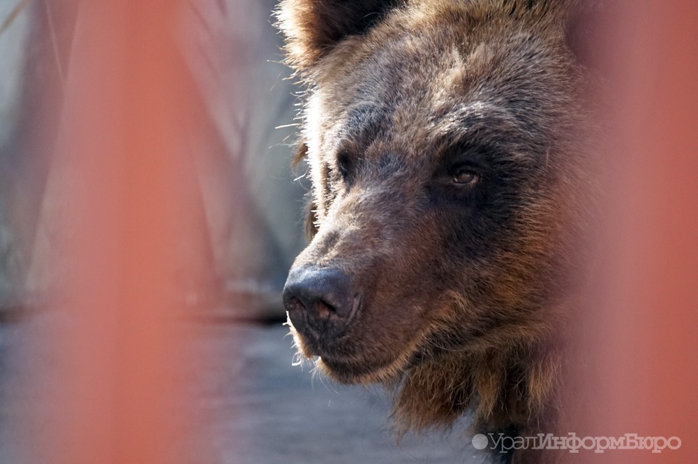 Пожилым россиянам удалось прогнать рассвирепевшего медведя криком