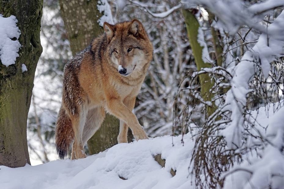 Жириновский требует легализовать убийство волков в городах