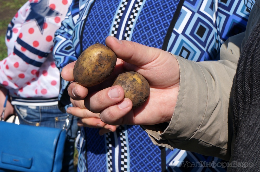 На Ямале приступили к выведению уникального арктического картофеля