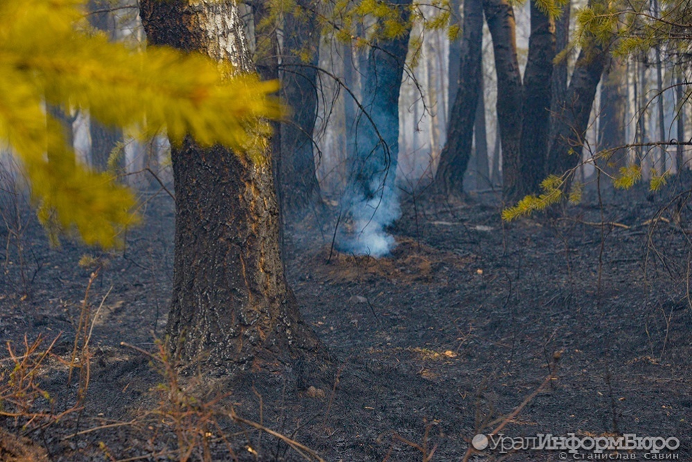В Свердловской области удалось локализовать все лесные пожары