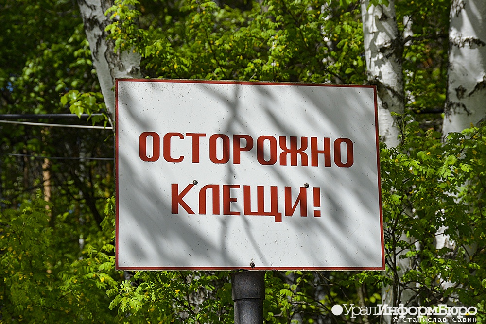 В Свердловской области зафиксирована первая в году смерть от клещевого энцефалита
