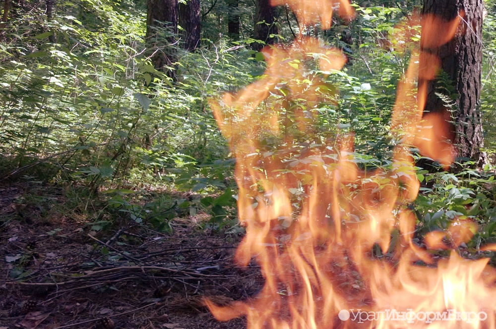 Чиновник назвал наиболее частую причину лесных пожаров в УрФО
