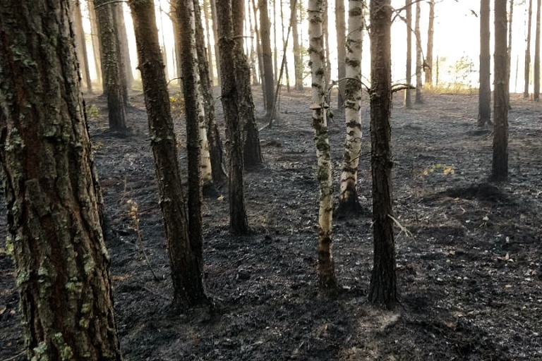 Почти 300 лесных пожаров потушили в УрФО за июль