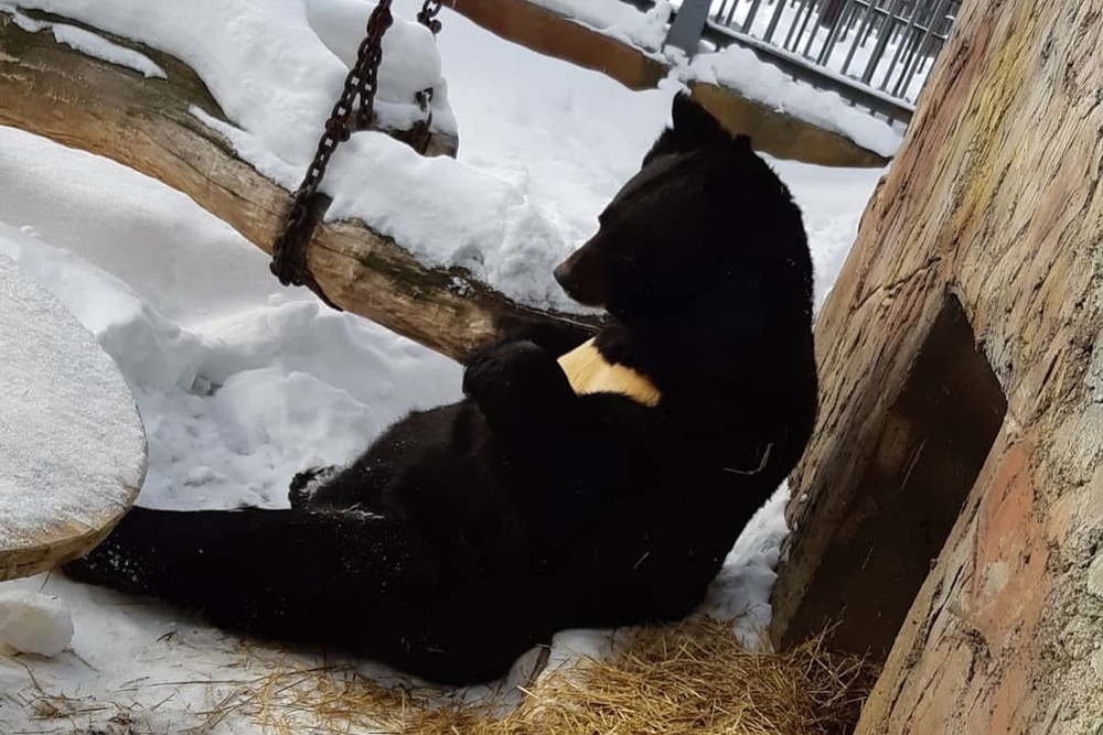 Гималайский медведь в спячке. Зоопарк Екатеринбург медведи. Медведь в Свердловском зоопарке. Медведь проснулся. Когда просыпаются медведи в сибири