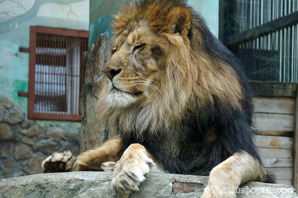 Екатеринбургский зоопарк животные список с фото