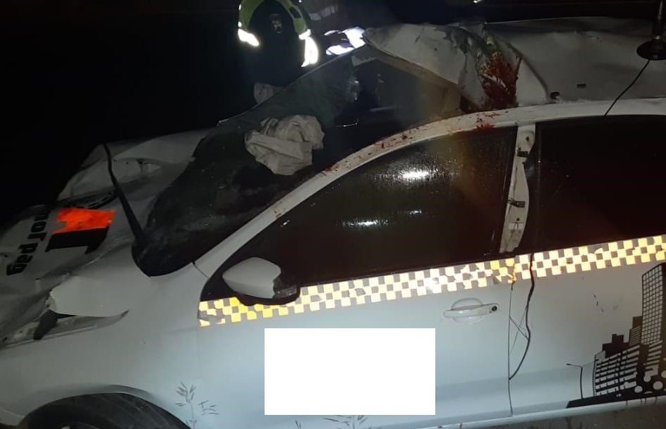 Месиво: на Серовском тракте такси сшибло в лося